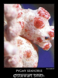 a pregnant male pygmy from under seaventures dive platform by Stewart Smith 